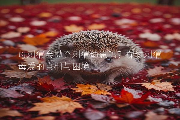 母刺猬會拋棄刺猬幼崽嗎？探討刺猬母愛的真相與困境